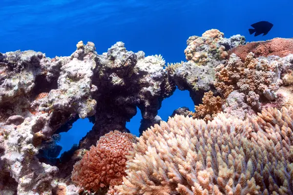 Podwodne Zdjęcie Rafy Koralowej Morzu Czerwonym — Zdjęcie stockowe
