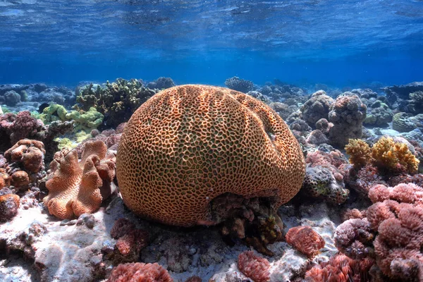 Víz Alatti Fotó Korallzátonyról Vörös Tengerben — Stock Fotó