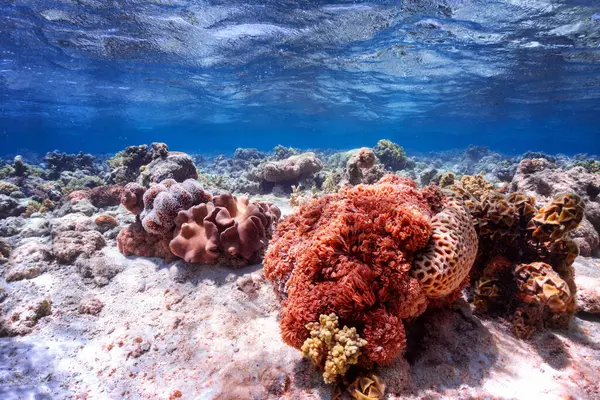 Foto Subacquea Della Barriera Corallina Nel Mare Rosso — Foto Stock