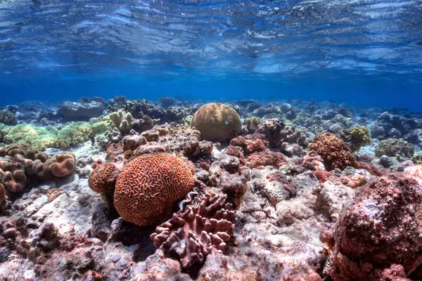 Podwodne Zdjęcie Rafy Koralowej Morzu Czerwonym — Zdjęcie stockowe