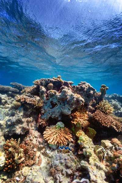 Fotografie Subacvatică Recifului Corali Marea Roșie — Fotografie, imagine de stoc