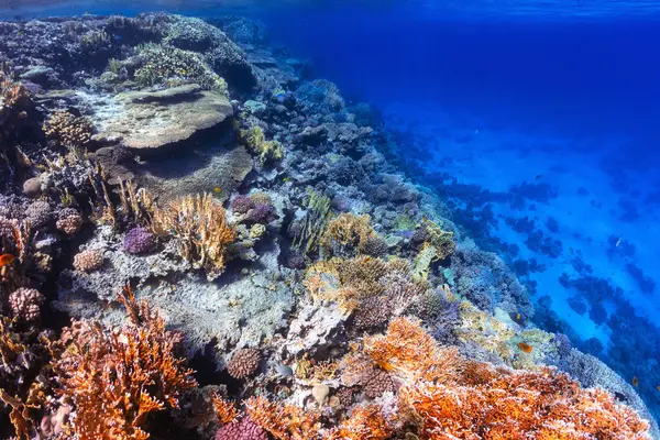 紅海のサンゴ礁の水中写真 — ストック写真