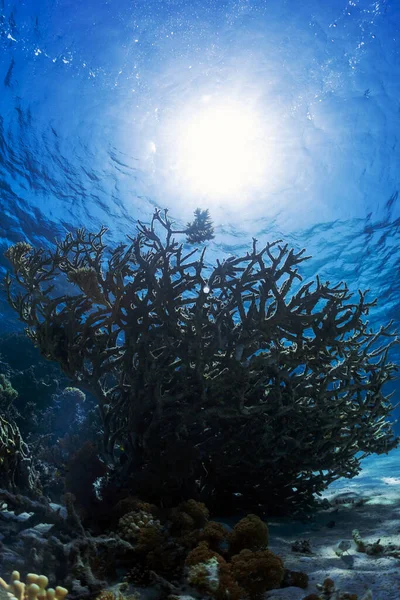 Sun lit underwater photo of coral reef in red sea
