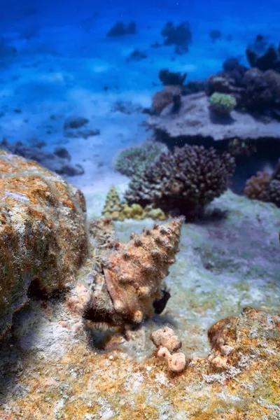 Immagine Subacquea Della Barriera Corallina Nel Mare Rosso — Foto Stock
