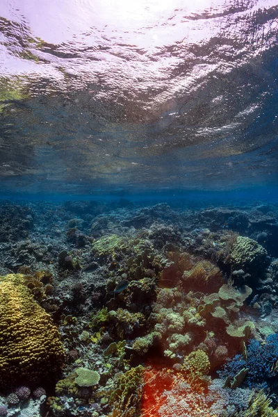 Foto Submarina Arrecife Coral Mar Rojo Con Destello Lente —  Fotos de Stock