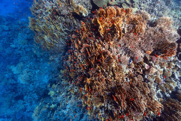 Підводне Фото Коралового Рифу Червоному Морі — стокове фото