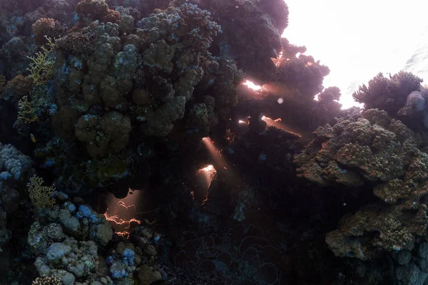 Unterwasserfotos Von Korallenriffen Roten Meer — Stockfoto