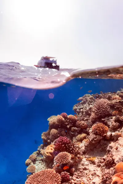 Під Водою Розколотий Фото Кораловий Риф Червоному Морі — стокове фото