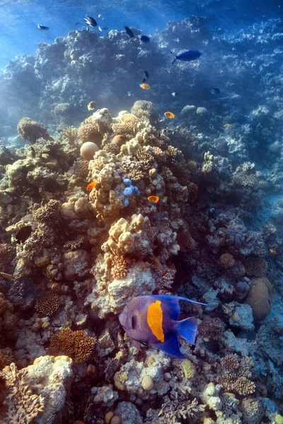 Imagen Submarina Del Arrecife Coral Mar Rojo —  Fotos de Stock