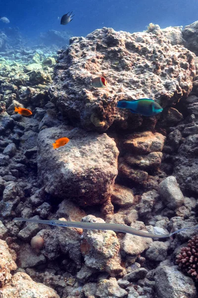 Mercan Resifinde Vahşi Yaşam Stok Resim