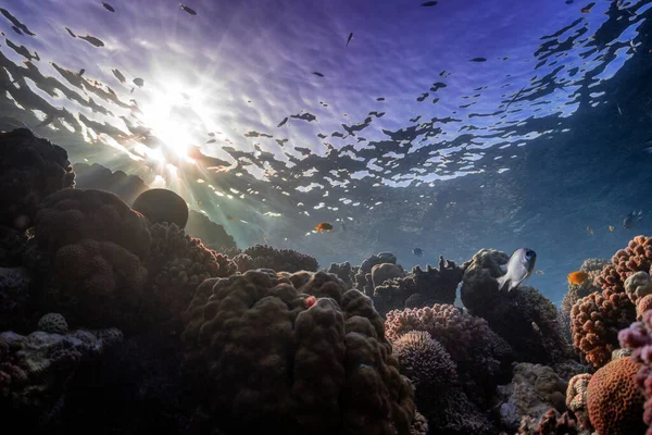 サンゴ礁の野生生物は ロイヤリティフリーのストック写真