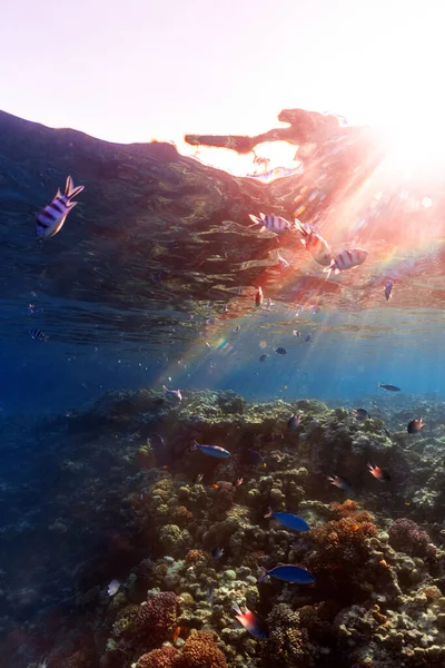 Дика Природа Кораловому Рифі Стокове Фото