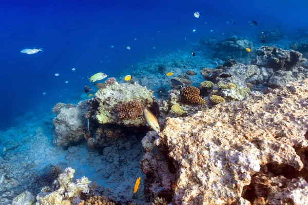 Korallzátonyok Élővilága Stock Kép