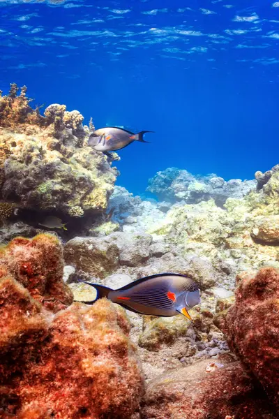Mercan Resifinde Vahşi Yaşam Stok Fotoğraf