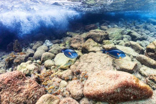 Mercan Resifinde Vahşi Yaşam Stok Resim
