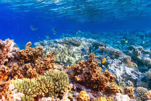 Korallzátonyok Élővilága Stock Fotó