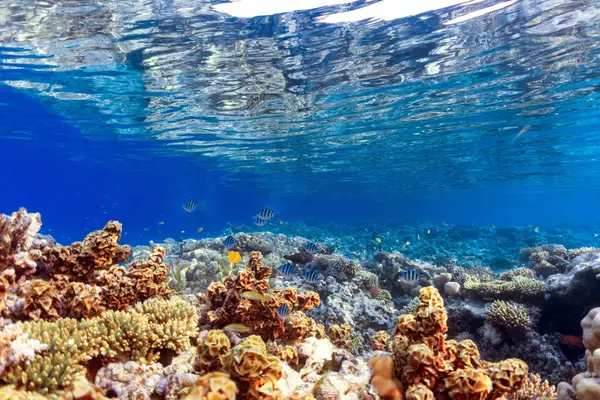 Дика Природа Кораловому Рифі Ліцензійні Стокові Зображення
