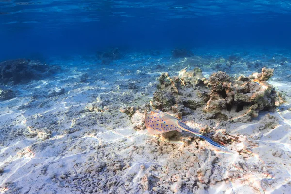 Foto Subaquática Stingray Colorido Recife Coral Mar Vermelho Imagem De Stock