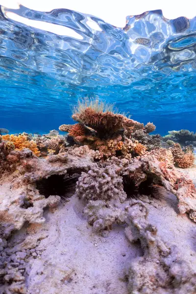Onderwaterfoto Van Koraalrif Rode Zee Stockafbeelding
