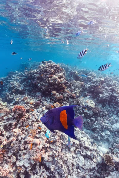 Onderwaterfoto Van Kleurrijke Engelvissen Koraalrif Rode Zee Stockfoto