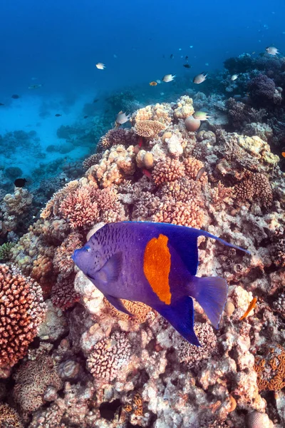 Foto Subaquática Angelfish Colorido Recife Coral Mar Vermelho Imagens Royalty-Free