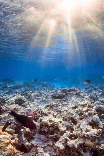 Υποβρύχια Φωτογραφία Του Κοραλλιογενή Ύφαλο Στην Κόκκινη Θάλασσα Εικόνα Αρχείου