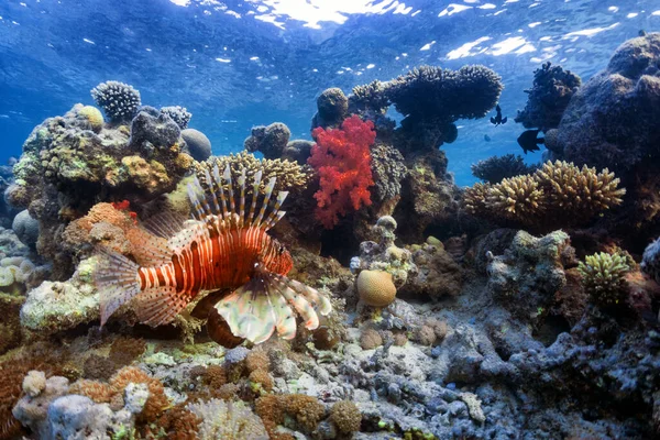 Kızıl Denizdeki Mercan Resifindeki Renkli Aslan Balığının Sualtı Fotoğrafı Stok Resim