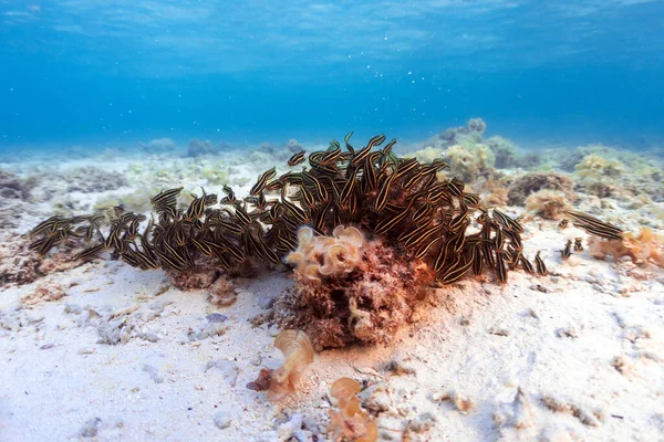 Foto Submarina Escuela Bagre Arrecife Coral Alimentándose Mar Rojo Fotos de stock libres de derechos