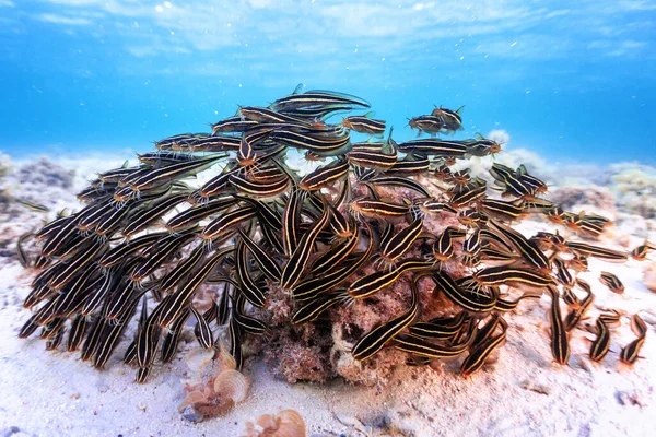 바다에서 산호초 Catfish의 학교의 스톡 사진