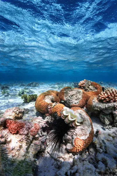 Víz Alatti Fotó Korallzátonyról Vörös Tengerben Stock Kép