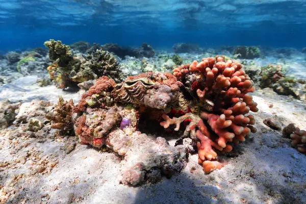 Víz Alatti Fotó Korallzátonyról Vörös Tengerben Jogdíjmentes Stock Képek