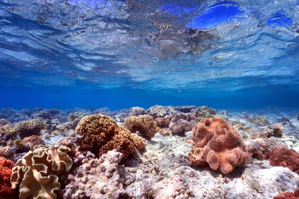Υποβρύχια Φωτογραφία Του Κοραλλιογενή Ύφαλο Στην Κόκκινη Θάλασσα Royalty Free Φωτογραφίες Αρχείου