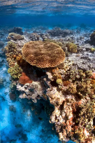 Unterwasserfotos Von Korallenriffen Roten Meer Stockbild