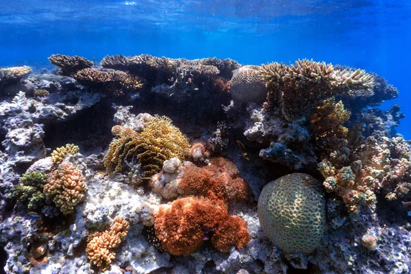 Underwater Photo Coral Reef Red Sea Stock Image