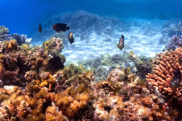 Υποβρύχια Φωτογραφία Του Κοραλλιογενή Ύφαλο Στην Κόκκινη Θάλασσα Εικόνα Αρχείου