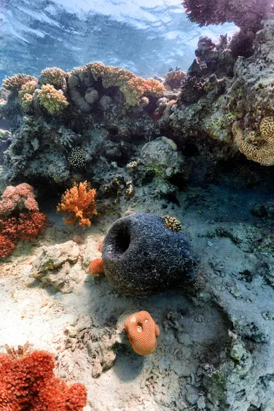 Unterwasserfotos Von Korallenriffen Roten Meer lizenzfreie Stockbilder