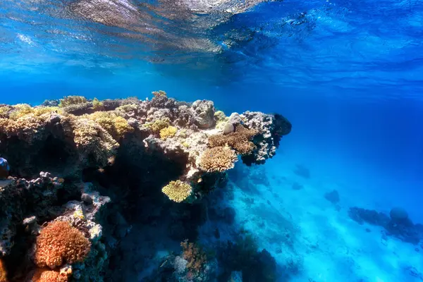 Підводне Фото Коралового Рифу Червоному Морі Стокове Зображення