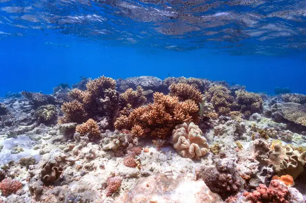 Υποβρύχια Φωτογραφία Του Κοραλλιογενή Ύφαλο Στην Κόκκινη Θάλασσα Φωτογραφία Αρχείου