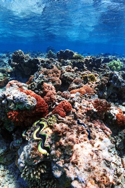 Víz Alatti Fotó Óriás Kagyló Korallzátony Vörös Tenger Stock Fotó