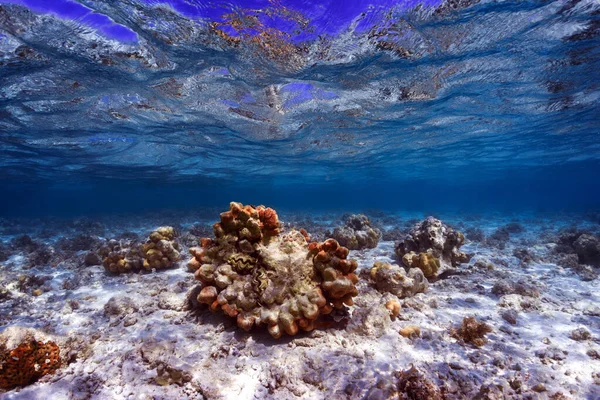 Υποβρύχια Φωτογραφία Του Κοραλλιογενή Ύφαλο Στην Κόκκινη Θάλασσα Royalty Free Εικόνες Αρχείου