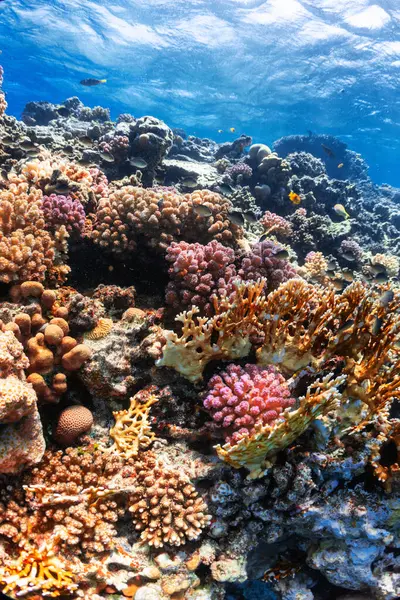 Podwodne Zdjęcie Rafy Koralowej Morzu Czerwonym Zdjęcia Stockowe bez tantiem