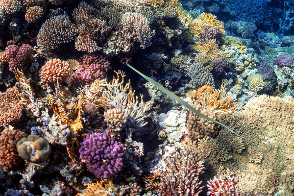 Foto Subacquea Pesce Ago Sulla Barriera Corallina Nel Mare Rosso Immagine Stock
