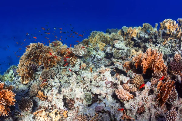 Unterwasserfotos Von Korallenriffen Roten Meer Stockbild