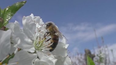 Bal arısı elma çiçeğinden polen topluyor. Arı bal topluyor. Yavaş uçan arılar. Güneşli bir günde renkli bir çiçekte arıya yaklaşıp nektar toplarlar. Çalışkan bir arı çiçeklerden bal topluyor..