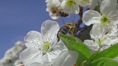 Bal arısı elma çiçeğinden polen topluyor. Arı bal topluyor. Yavaş uçan arılar. Güneşli bir günde renkli bir çiçekte arıya yaklaşıp nektar toplarlar. Çalışkan bir arı çiçeklerden bal topluyor..