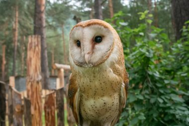 Close-up portrait of Barn Owl or Schleiereule (Tyto alba) sitting in a tree with summer colors in the background. Beautiful bird with heart-shaped face. Wildlife. Wild nature. clipart