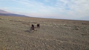 Kırgızistan 'ın pitoresk dağlarının arka planında eşekler otlar. İnsansız hava aracıyla çekildi. Vahşi Eşek Çölünde.. 