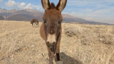 Kırgızistan 'ın pitoresk dağlarının arka planında otlayan meraklı eşekler. Çölde Vahşi Eşek. 