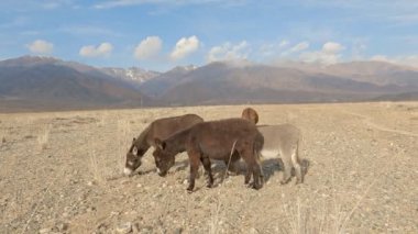 Eşekler dağların arka planında otluyorlar. Orta Asya 'da kış. Duygulu kulakları ve sakin bir yüzü olan bir eşek. Çölde Vahşi Eşek. 