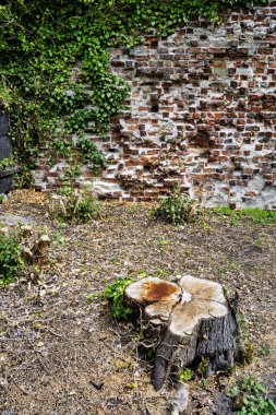 AHUS, SWEDEN - 21 Temmuz 2023 Kasabanın merkezindeki Dominik Manastırı ve Kilisesi 'nin antik kalıntıları.